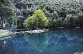 Un écrain de verdure