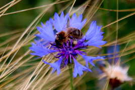 Récolte de pollen sur bleuet