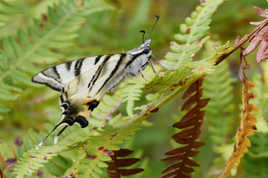 PAPILLON
