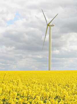 Le pied dans le Colza