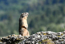 marmotte 2