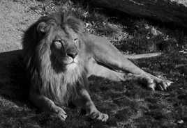 Lion