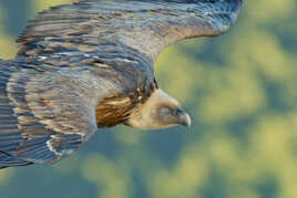 Portrait en vol après la baignade.
