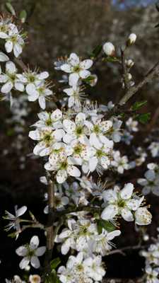 fleurs blanches