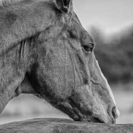 regard de cheval