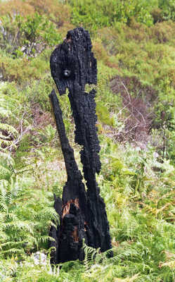 L'arbre brulé