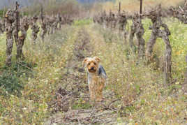 Arrêt dans les vignes