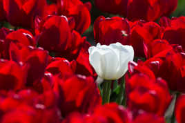 Petit bouquet pour mesdames....