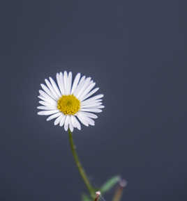Marguerite