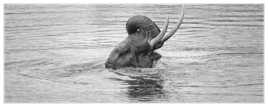 Eléphant africain au bain