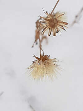 Résistance à l'hiver