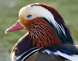 Canard mandarin