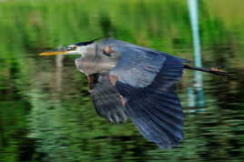 desole, pas le temps