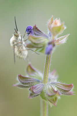 Le bombyle et la sauge.