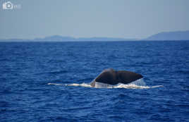 Le plongeon du cachalot