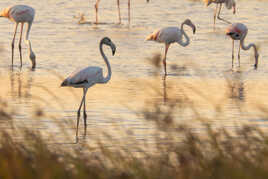 les flamants rosés