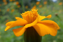 Fleur orangée