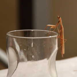 Bon le service traîne un peu là...