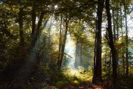 La forêt enchantée