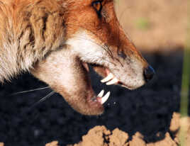 les dents de la mere