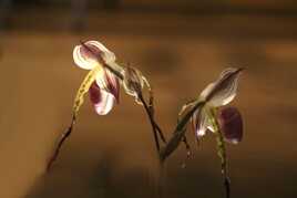 Orchidées