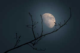 La branche et la lune