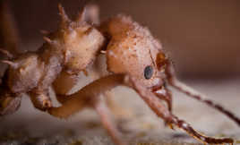 Tipi la fourmi manioc