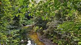 Reflets dans la forêt tropicale