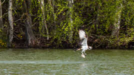 Pas besoin de canne à pêche