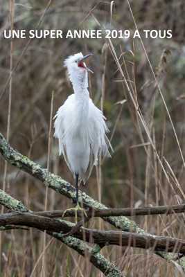 Bonne année 2019