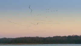 Migration des Grues cendrées