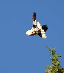 Envol face au soleil