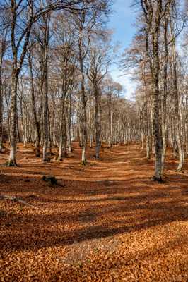 Automne en Cévennes (3)