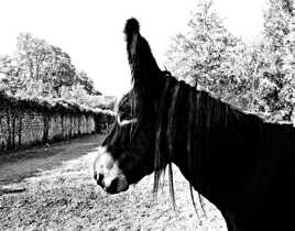 Profil d'Ane