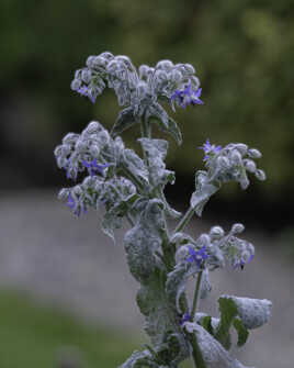 Au jardin..fleur de bourrache !