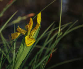 Iris d eau