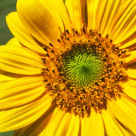 The Sunflower