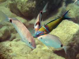 Mes copains les poissons !