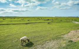 Pâturage en pré salé