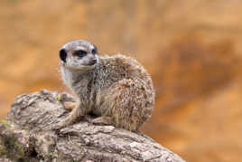 Suricate