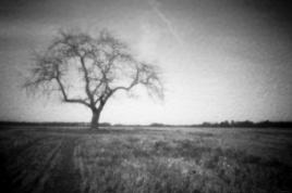 Arbre en Sténopée