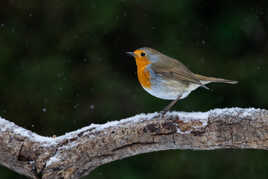 Sous quelques flocons
