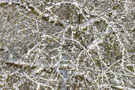 Enchevêtrement enneigé