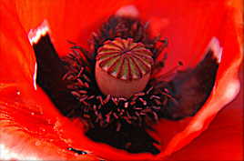 au coeur du coquelicot