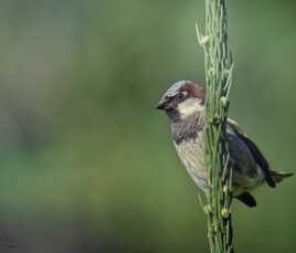 Je cherche mes copains
