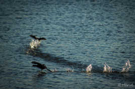 Marche sur l'eau