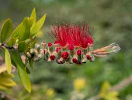 Callistemon-L'art du pliage