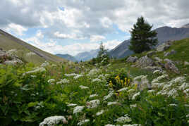 Prairies verdoyantes