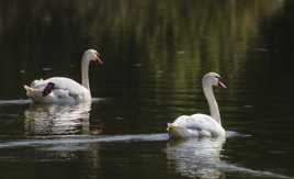 2 cygnes au soleil