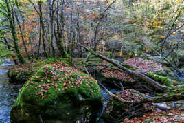 Confettis de feuilles